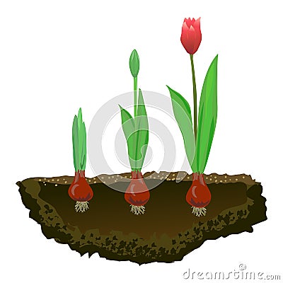 Tulips in the soil, growing flowers Vector Illustration