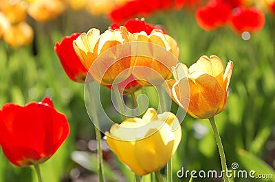 Tulips in the spring Stock Photo