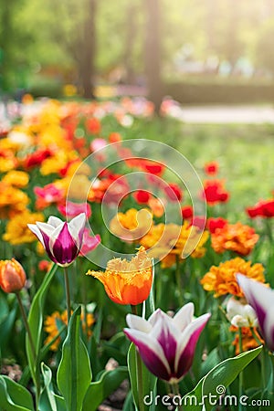 Tulips in spring closeup. Colorful tulips in the flower garden, arboretum. Flower bed in the park Stock Photo