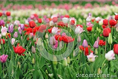 Tulips in spring field Stock Photo