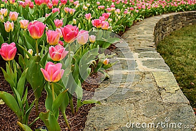 Tulips in Spring Stock Photo