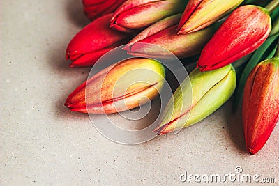 Tulips spring flowers. Fresh tulip plants on vintage background. Countryside nature. Springtime photo, invitation,postcard. Stock Photo