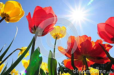 Tulips in Sunshine Stock Photo