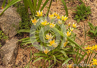 Tulips tarda Botanical Tulips in spring garden Stock Photo