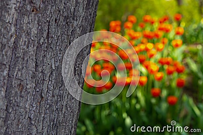 The texture of the tree bark on a blurred background of orange tulips Stock Photo