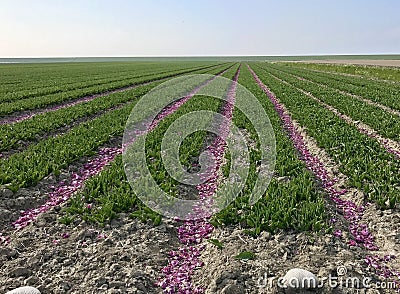 Tulips Stock Photo