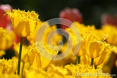 Macro shooting of Tulipa Stock Photo