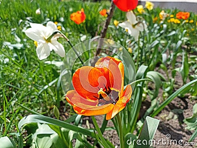 Tulips (Tulipa) are a genus of spring-blooming perennial herbaceous bulbiferous geophytes Stock Photo