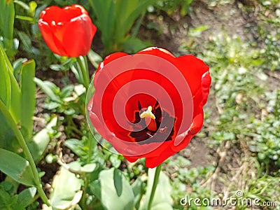 Tulips (Tulipa) are a genus of spring-blooming perennial herbaceous bulbiferous geophytes Stock Photo