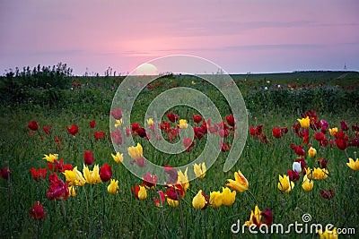 Tulips. Tulipa schrenkii. Stock Photo