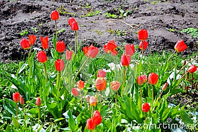 Tulips under snow Stock Photo