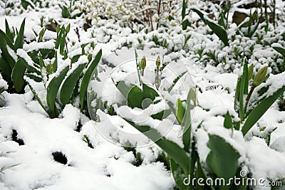 Tulips under the snow Stock Photo