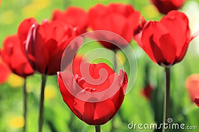 Tulips united in their beauty Stock Photo