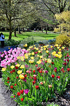 Tulips in the Van DuSen Gardens. Vancouver BC. Editorial Stock Photo