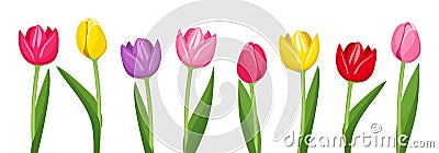 Tulips of various colors. Vector Illustration