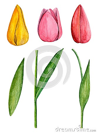 Tulips vector clip art Vector Illustration