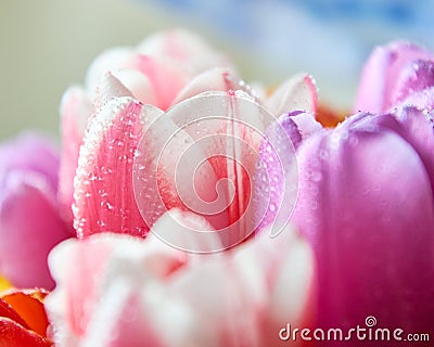 tulips with water drops are a close bouquet for the holiday on March 8 Stock Photo