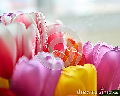 tulips with water drops are a close bouquet for the holiday on March 8 Stock Photo