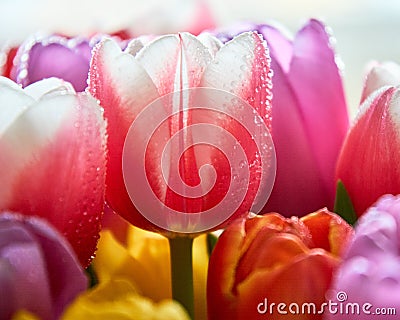 tulips with water drops are a close bouquet for the holiday on March 8 Stock Photo