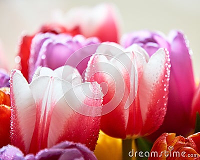 tulips with water drops are a close bouquet for the holiday on March 8 Stock Photo