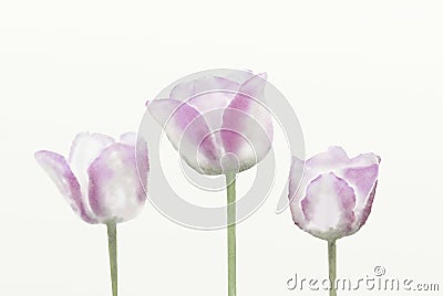 Tulips watercolor digital painting. Stock Photo