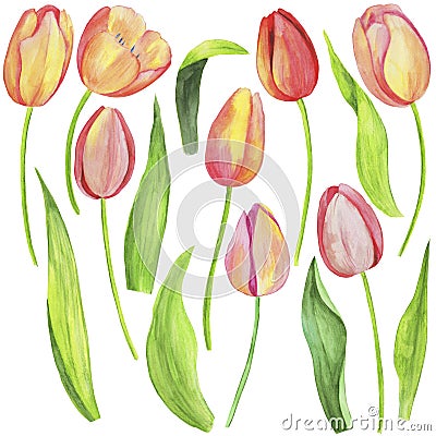 2608 tulips, watercolor illustration, set of drawings of flowers and leaves of tulips, isolate on a white background Cartoon Illustration