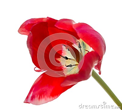 Disclosed Tulips on white background Stock Photo