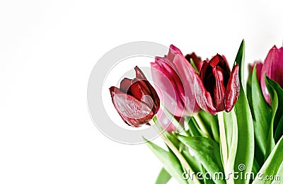 Tulips on White background Stock Photo
