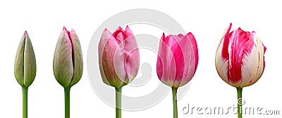 Tulips on white background. Close up. Stages of flowering tulip. From green bud to lush pink flower Stock Photo