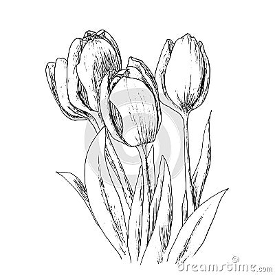 Tulips on a white background. Vector Illustration