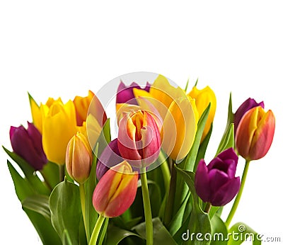 Tulips on a white background, Spring Flowers Stock Photo