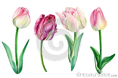 Tulips on white background, spring watercolor flowers, floral clipart Cartoon Illustration