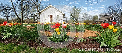 Tulips, White House, Beckman Mill, Beloit, WI Stock Photo