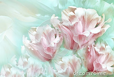 Tulips white-red flowers on light green background. Floral spring background. Close-up. Stock Photo