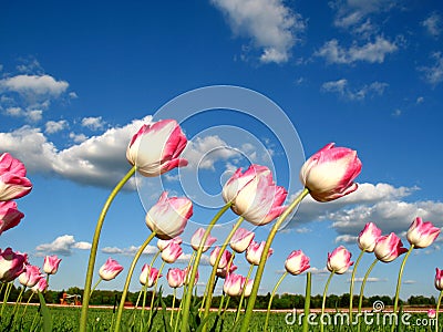 Tulips in wind Stock Photo