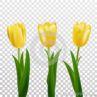 Tulips. Yellow vector tulips isolated. Flowers in different shapes Vector Illustration