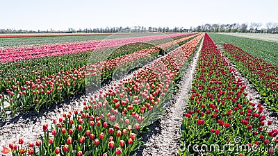 Tulpen velden in west-friesland Stock Photo