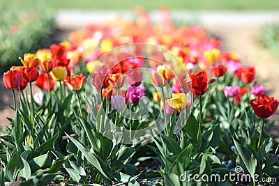 Tulpenfeld - Tulips field Stock Photo