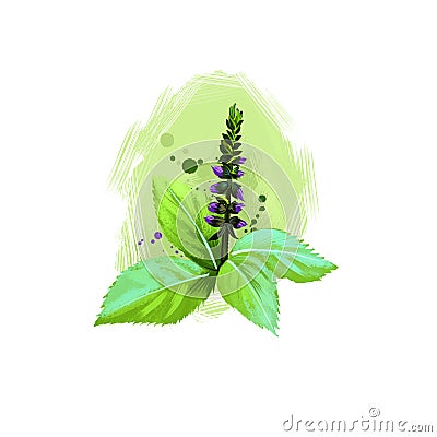 Tulsi-Basil ayurvedic herb digital art illustration with text isolated on white. Healthy organic plant widely used in treatment Cartoon Illustration