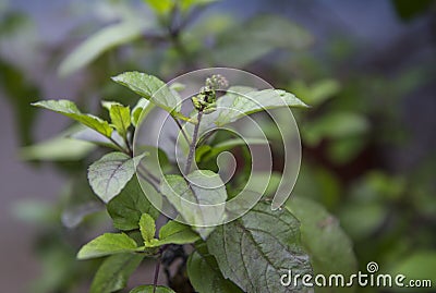 Tulsi Stock Photo