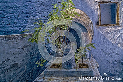 Tulsi or Holy Basil plants in a pot on a small shrine painted indigo limewashed next to water well Editorial Stock Photo