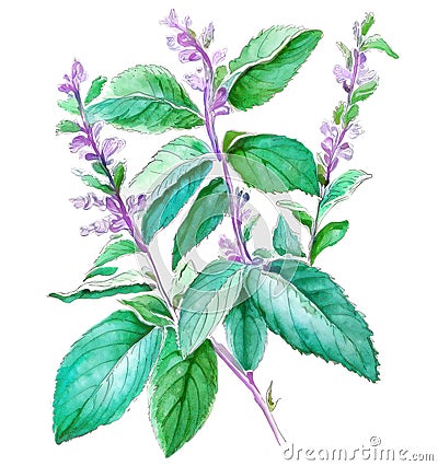 Tulsi (holy basil) traditional herbal medicine plant over white background. Generative AI watercolor illustration Cartoon Illustration