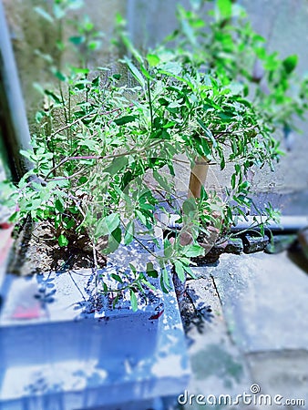 Tulsi plant is growing to help for Ayurveda. Stock Photo