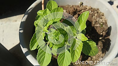 Tulsi Plant Other name is holy basil Ocimum tenuiflorum.The No.One Medicine plant . Stock Photo