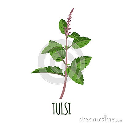 Tulsi icon in flat style on white background Vector Illustration