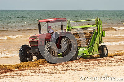 Workers cleaning Sargassum seaweed from the beach Editorial Stock Photo