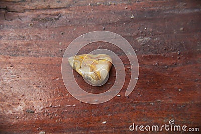 Tumbled banded Agate Stock Photo