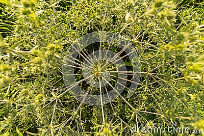 Tumbleweed close-up Stock Photo