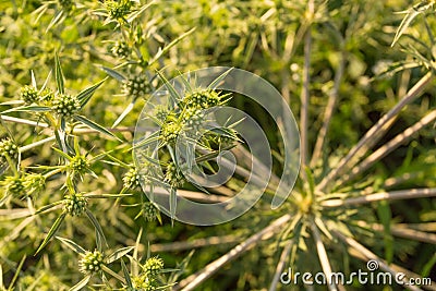 Tumbleweed close-up Stock Photo