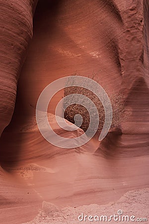 Tumbleweed in Slot Canyon Stock Photo